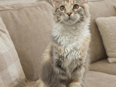 Lucky - Maine Coon - Gallery Photo #1