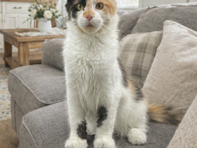 Nike - Maine Coon - Gallery Photo #1