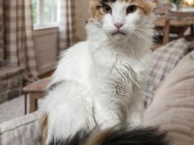 Nara - Maine Coon - Gallery Photo #1