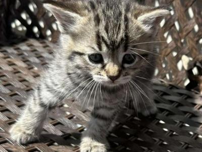 Female Kittens - Domestic - Gallery Photo #1