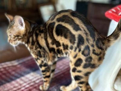Bengal Female - Bengal - Gallery Photo #1