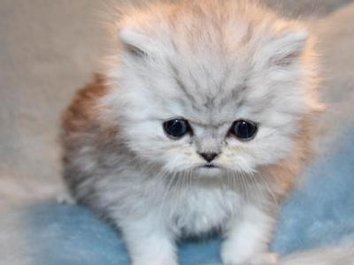 CFA Female Shaded Silver Persian Kitten - Persian - Gallery Photo #1
