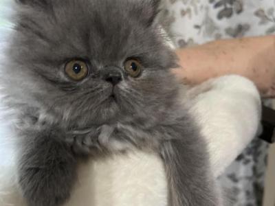 Samantha - Persian - Gallery Photo #1