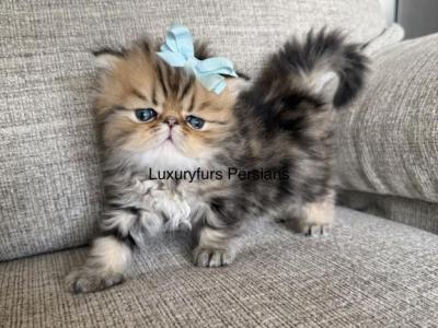 Tiger - Persian - Gallery Photo #1