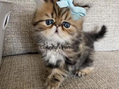 Lion - Persian - Gallery Photo #1