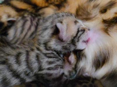 SpringLitter - Bengal - Gallery Photo #1