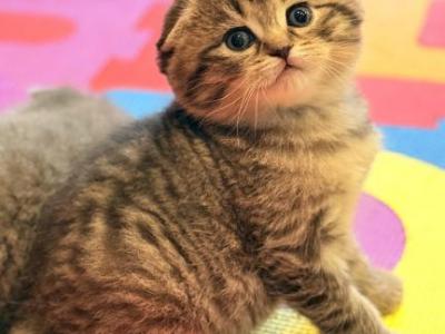 Lily - Scottish Fold - Gallery Photo #1