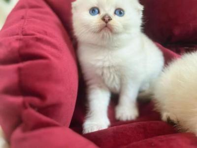 Hugo - Scottish Fold - Gallery Photo #1