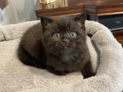 Chanel - Scottish Straight - Gallery Photo #1