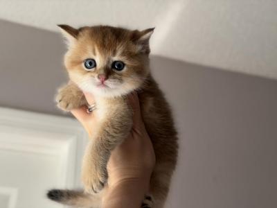 Scottish Straight Male Kitten - Scottish Straight - Gallery Photo #1