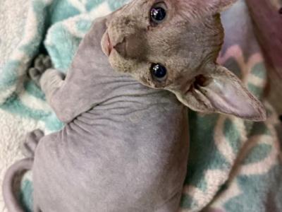 Pixies Blue Gray Girl - Sphynx - Gallery Photo #1
