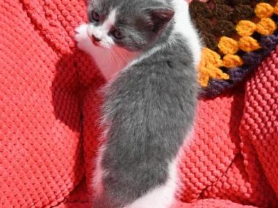 Chloe - Domestic - Gallery Photo #1