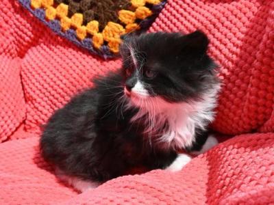 Cotton - Domestic - Gallery Photo #1