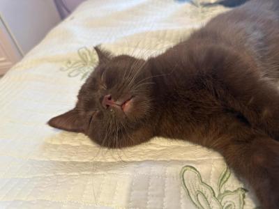 Truffles - British Shorthair - Gallery Photo #1