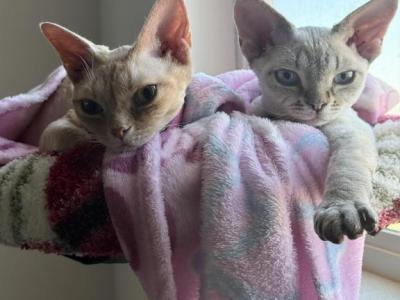 May Litter - Devon Rex - Gallery Photo #1