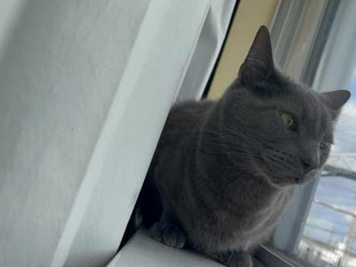 Spencer - Russian Blue - Gallery Photo #1