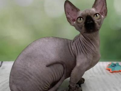 Polina - Bambino - Gallery Photo #1