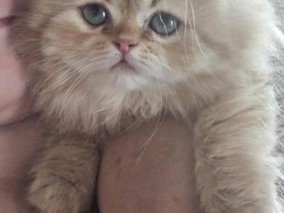 Mitten's Kitten - Persian - Gallery Photo #1