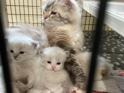 GIRL AVAILABLE BUNNY - Siberian - Gallery Photo #1