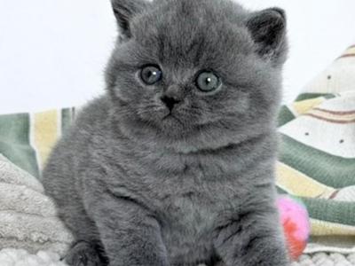 Bayla - British Shorthair - Gallery Photo #1