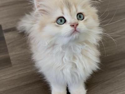 British Longhair Girl Blue Golden - British Shorthair - Gallery Photo #1
