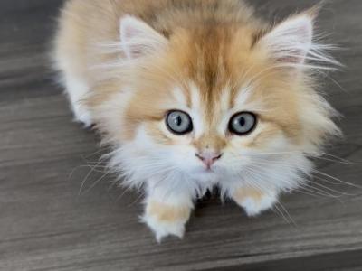 British Longhair Girl Golden - British Shorthair - Gallery Photo #1