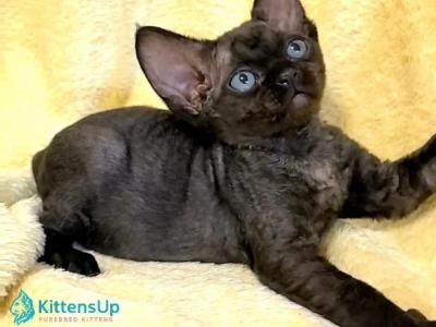 Marcus - Devon Rex - Gallery Photo #1