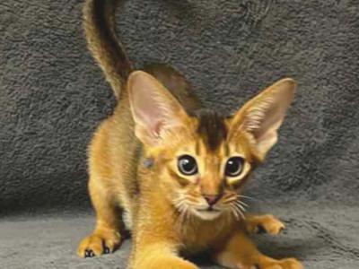Cent - Abyssinian - Gallery Photo #1