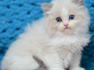 Lina - Ragdoll - Gallery Photo #1