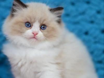 Loya - Ragdoll - Gallery Photo #1