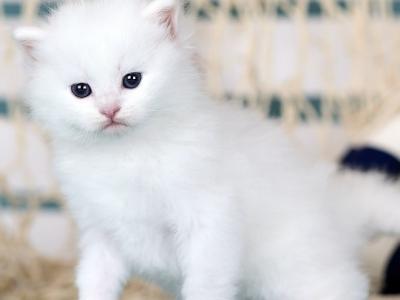 Hollywood - Siberian - Gallery Photo #1