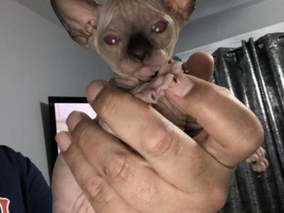 Blue Point Male - Sphynx - Gallery Photo #1