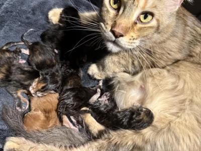 Lucy Litter - Maine Coon - Gallery Photo #1