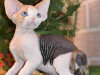 Romashka - Devon Rex - Gallery Photo #1