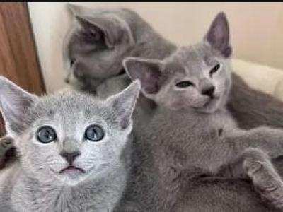 Russian Blues Kittens - Russian Blue - Gallery Photo #1