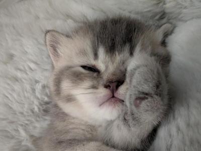 Bitey - British Shorthair - Gallery Photo #1