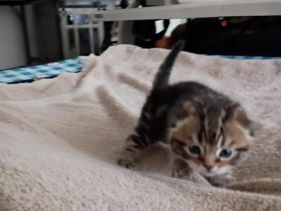 Little Bit - Scottish Fold - Gallery Photo #1
