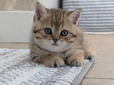 Tiger - British Shorthair - Gallery Photo #1