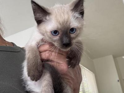 Cutie - Siamese - Gallery Photo #1