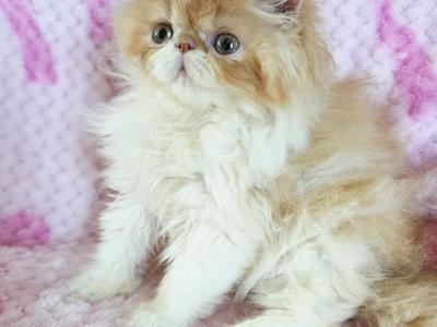 Blue Bow Girl - Persian - Gallery Photo #1