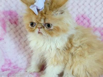 Purple Bow Girl - Persian - Gallery Photo #1