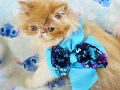 Red Bicolor Boy - Persian - Gallery Photo #1