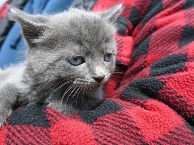 Smokey - Domestic - Gallery Photo #1
