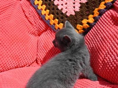 Smokey - Domestic - Gallery Photo #1