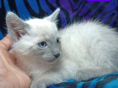 Lilac Point Siamese Kitten - Siamese - Gallery Photo #1