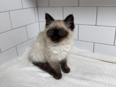 Cuddling - Siamese - Gallery Photo #1