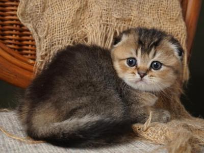 Cooper - Scottish Fold - Gallery Photo #1