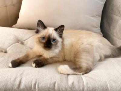 Light Coat Litter - Ragdoll - Gallery Photo #1