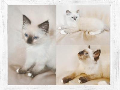 Light Coat Litter - Ragdoll - Gallery Photo #1