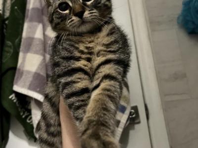 Penelope - American Shorthair - Gallery Photo #1